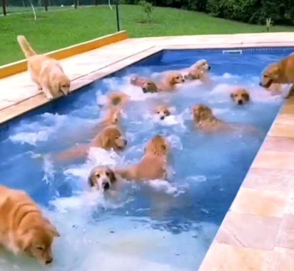 Bunch of Adorable Golden Retrievers Splash Around in Pool