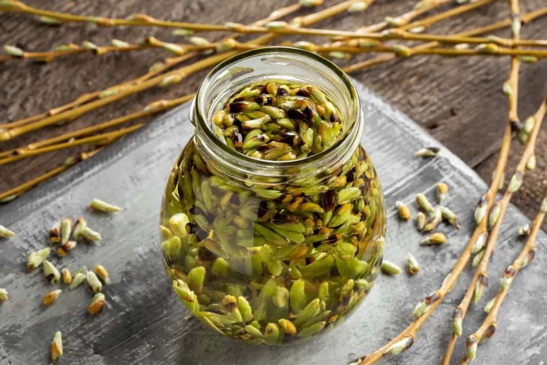 A preparation of a gemmotherapy tincture from young white willow buds in spring. (Madeleine Steinbach/Shutterstock)