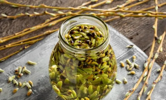Gemmotherapy—Nature’s ‘Spring Healing Tonic’