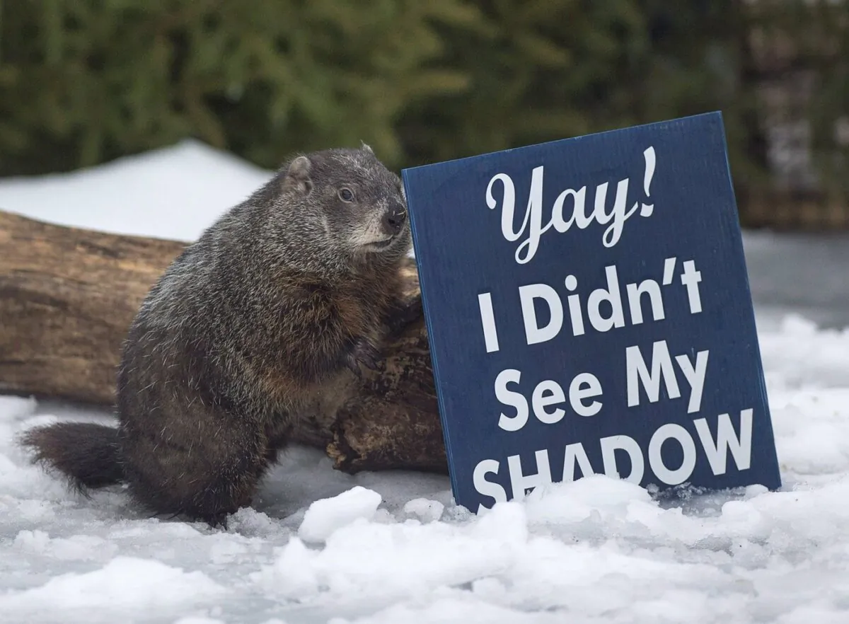 Shubenacadie Sam looks around after emerging from his burrow at the wildlife park in Shubenacadie, N.S. on Groundhog Day, Feb. 2, 2018. (The Canadian Press/Andrew Vaughan)