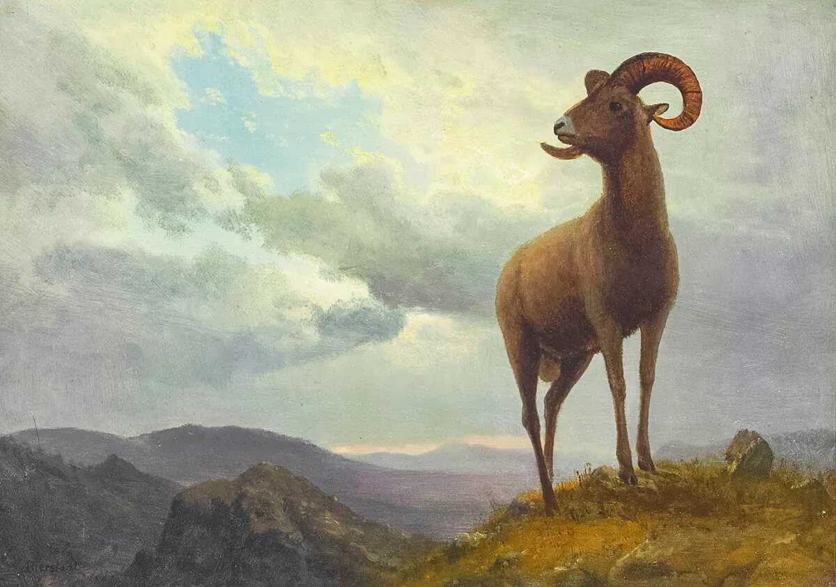 "Long Horned Sheep," 19th century, by Albert Bierstadt. Oil on paper mounted on canvas; 13.5 inches by 19 inches. Private collection. (Public Domain)