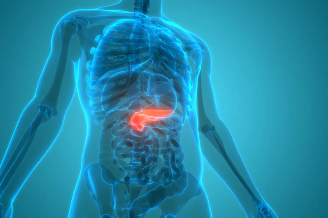 Digestive enzymes, made by the pancreas, are under attack by modern lifestyles and environment toxins. (Shutterstock)