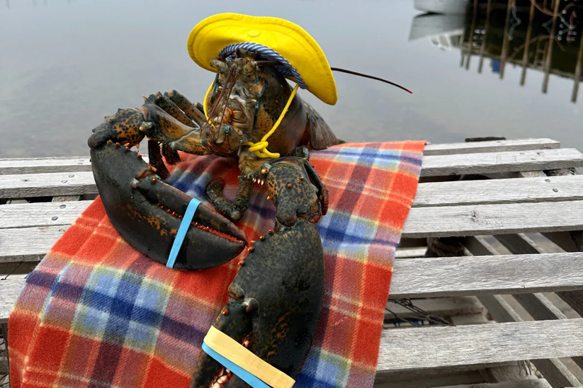Nova Scotia's Lucy the Lobster. (Courtesy of Visit Barrington)