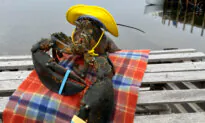 Nova Scotia’s Lucy the Lobster Disagrees With Groundhogs’ Prediction of Early Spring