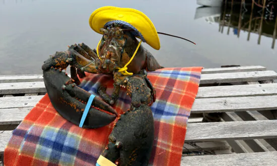 Nova Scotia’s Lucy the Lobster Disagrees With Groundhogs’ Prediction of Early Spring