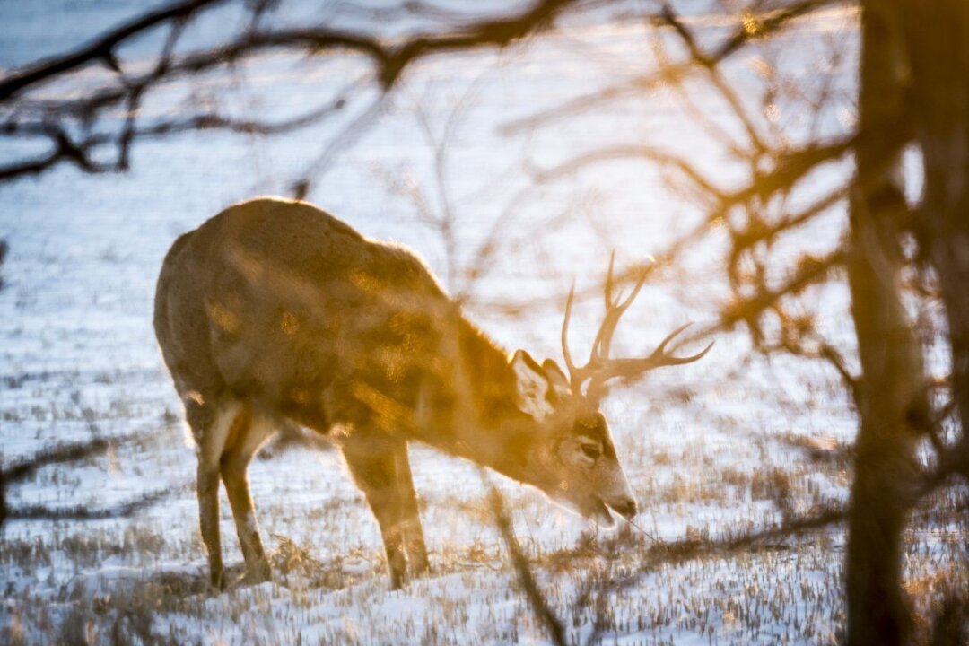 First Cases Of Fatal Chronic Wasting Disease Found In BC Deer The   Id5579677 Image 1080x720 