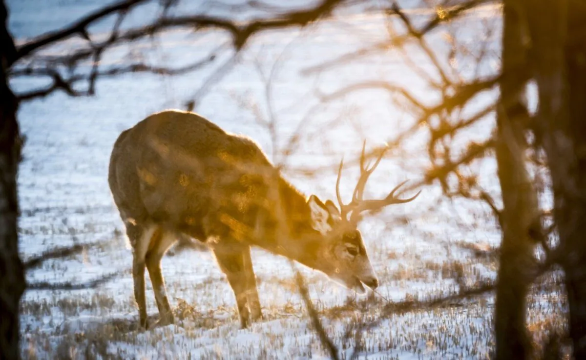 A mule dear buck forages for food as the sun rises near Dog Pound, north of Calgary, on Jan. 13, 2024. (The Canadian Press/Jeff McIntosh)
