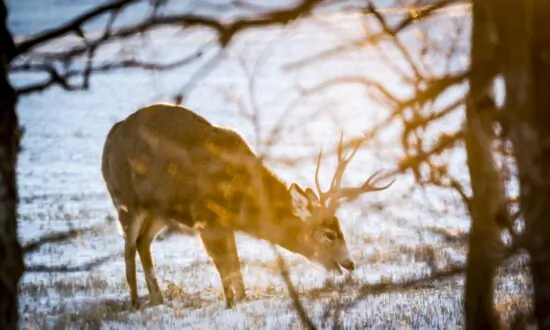 First Cases of Fatal Chronic Wasting Disease Found in BC Deer