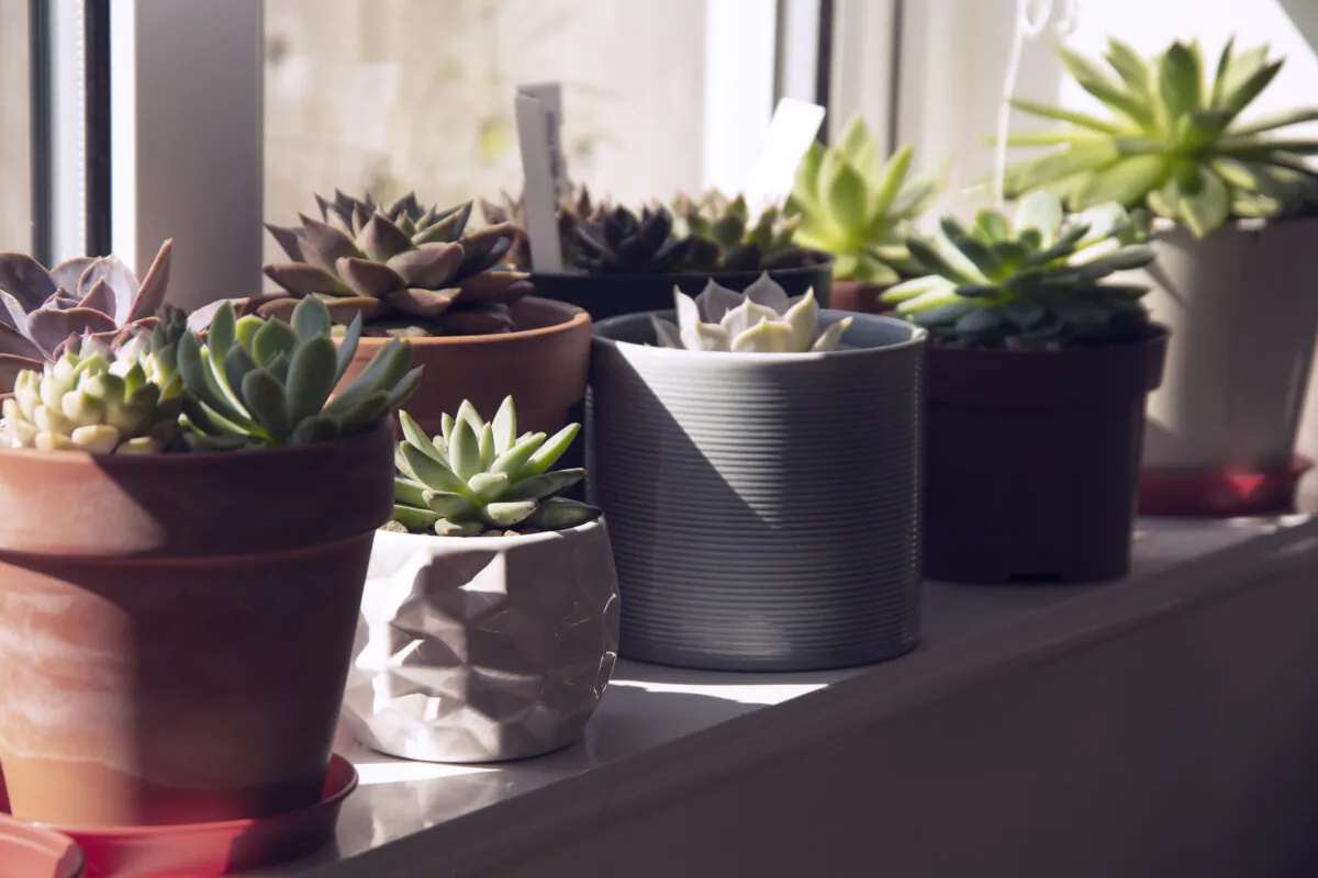 It's no surprise that succulents, including cactuses, are popular. These easy-care houseplants come in a variety of colors, shapes and sizes, making them perfect for any home. (Erhan Inga/Dreamstime/TNS)
