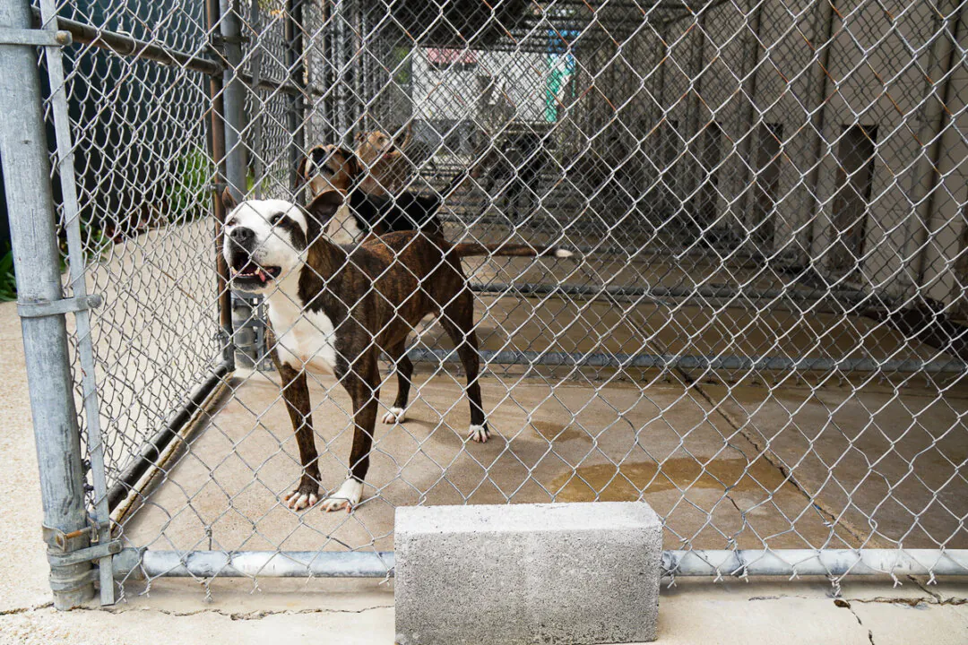 Pit bulls, a large, muscular dog breed, were originally developed as fighting dogs. Today, they are one of the most likely breeds to end up in a shelter. Photo taken at East Ridge Animal Services shelter in East Ridge, Tennessee on April 13, 2022. (Jackson Elliott/The Epoch Times)