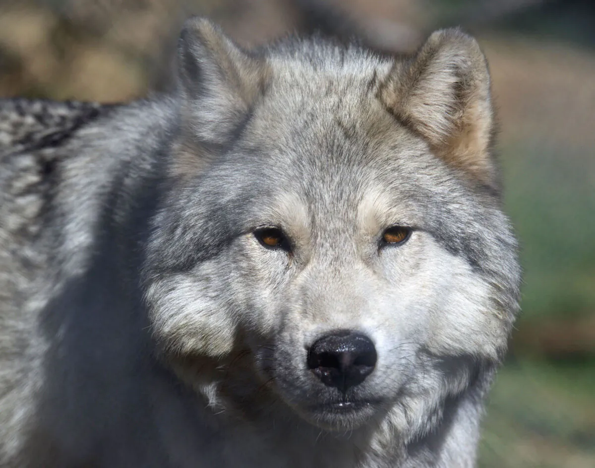 Yana, a Northwestern gray wolf, is an ambassador wolf at the California Wolf Center near Julian, California. (Photo courtesy of Betty Bird)