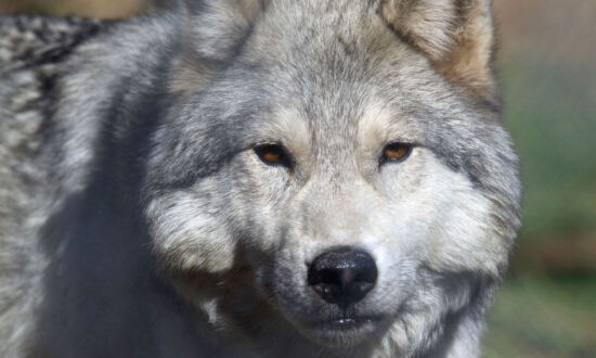 Pay a Visit to Majestic Endangered Wolves