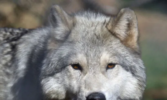 Pay a Visit to Majestic Endangered Wolves