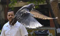 Indian Police Clear a Suspected Chinese Spy Pigeon After 8 Months in Bird Lockup