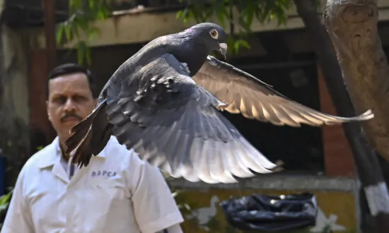 Indian Police Clear a Suspected Chinese Spy Pigeon After 8 Months in Bird Lockup