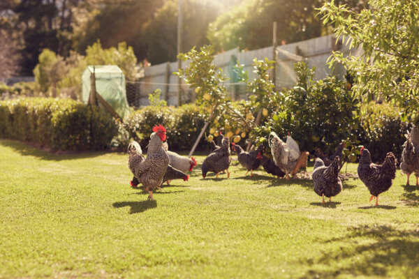 Raising livestock provided meat and dairy, and these families had a wealth of knowledge and skills that city dwellers had either forgotten or had never learned. (mavo/Shutterstock)