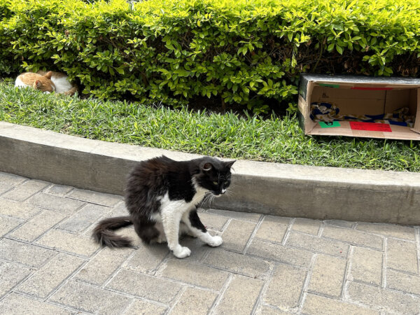Epoch Times Photo