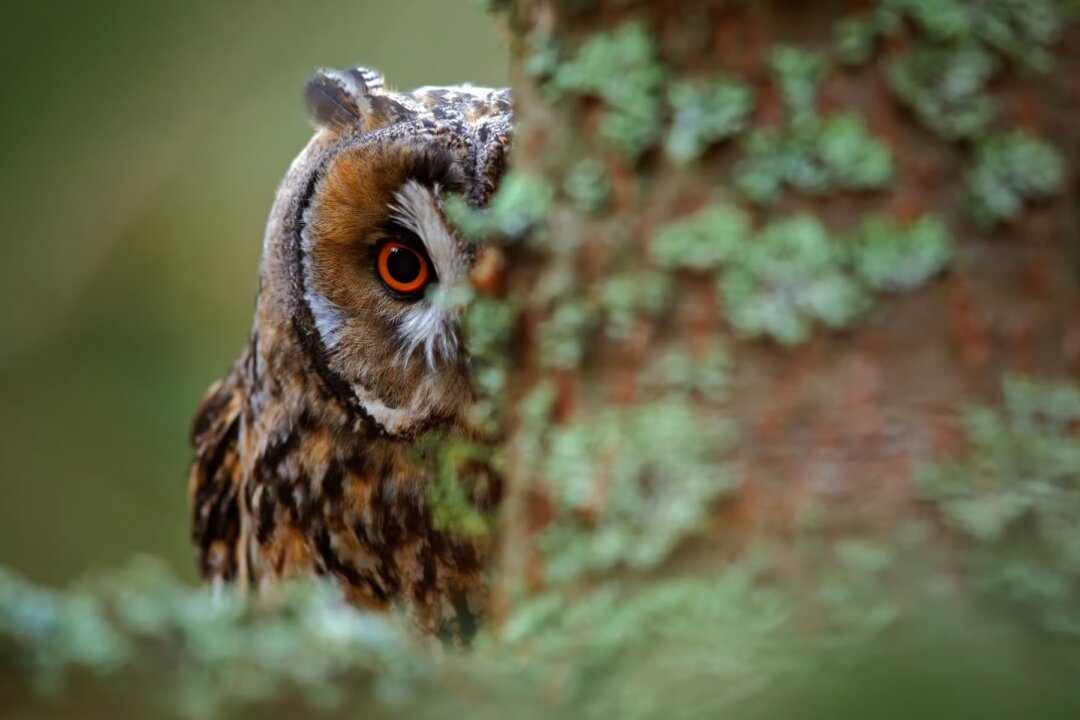 ‘Golden Owl’ Treasure Hunt in France Comes to an End After 31 Years