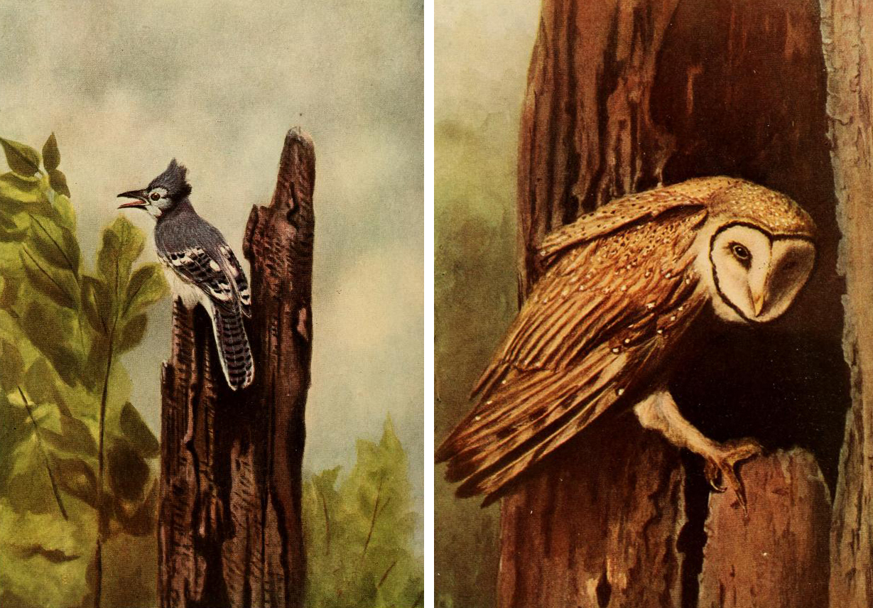 Gene Stratton Porter birds