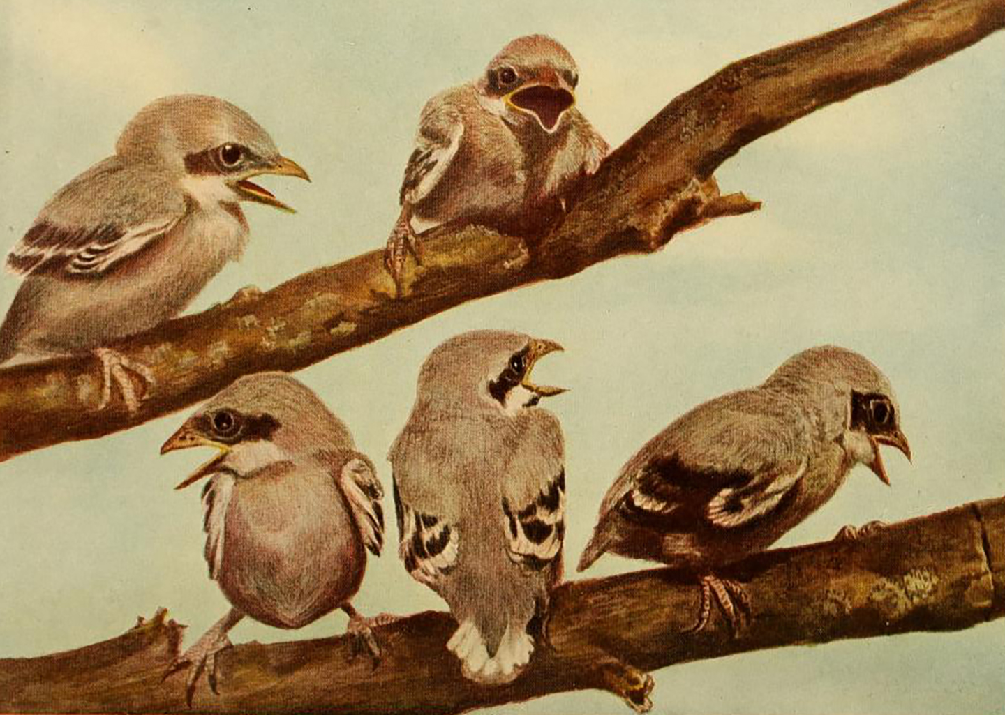 Young Loggerhead Shrikes