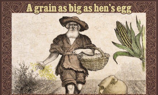 People Confused Why a Grain Is as Big as a Hen's Egg—So an Old Farmer Reveals the Simple Reason