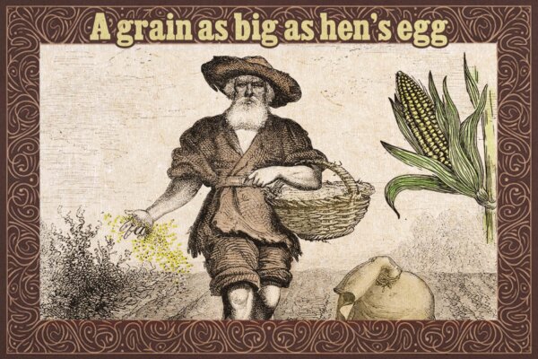 People Confused Why a Grain Is as Big as a Hen's Egg—So an Old Farmer Reveals the Simple Reason