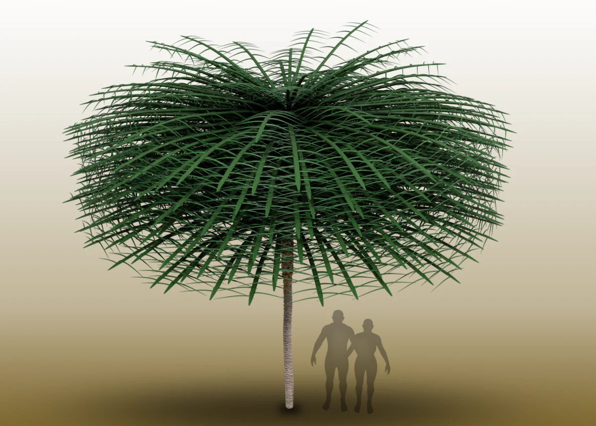 The Sanfordiacaulis tree was discovered in New Brunswick and is believed to have originated 350 million years ago. (Photo Courtesy of Tim Stonesifer)
