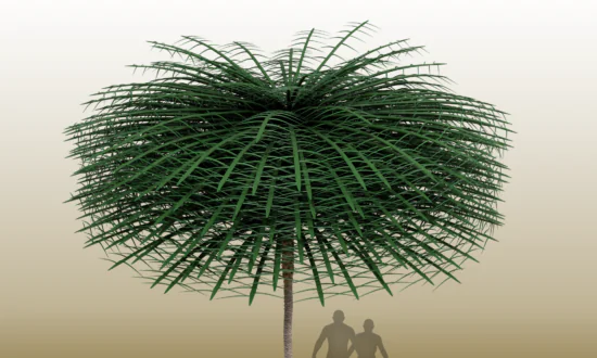 Canadian Researchers’ Rare Discovery Reveals Unusual Tree From 350 Million Years Ago