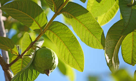 Humble Guava Leaf Harbors Hope Against Cancer's Scourge