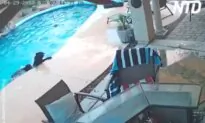 Dog Jumps in Pool to Save His Friend