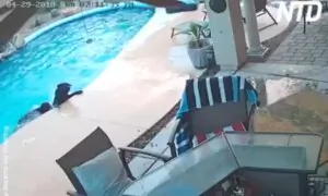 Dog Jumps in Pool to Save His Friend