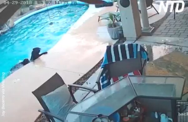 Dog Jumps in Pool to Save His Friend