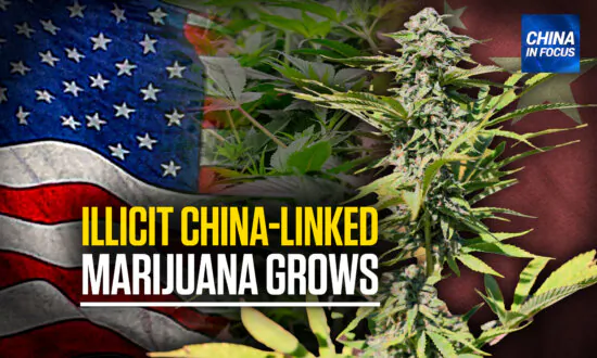 Illicit Chinese Marijuana Grows: Lawmakers Concerned