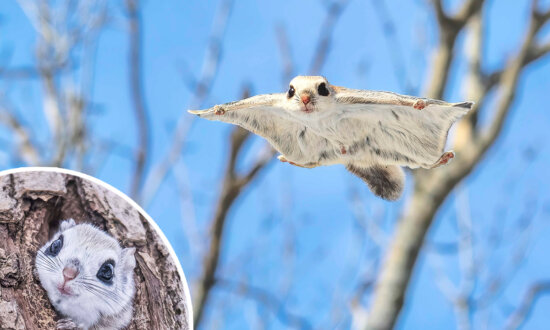 Flying Squirrels: Adorable 'Forest Ninjas,' Snapped Gliding Between Tree Branches in Japan