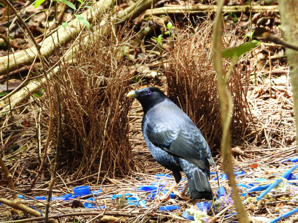 A bower bird. (Courtesy of Mark Symons/WWF Australia)