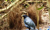 Clear Bottle Lids to Save Birds: Wildlife Groups