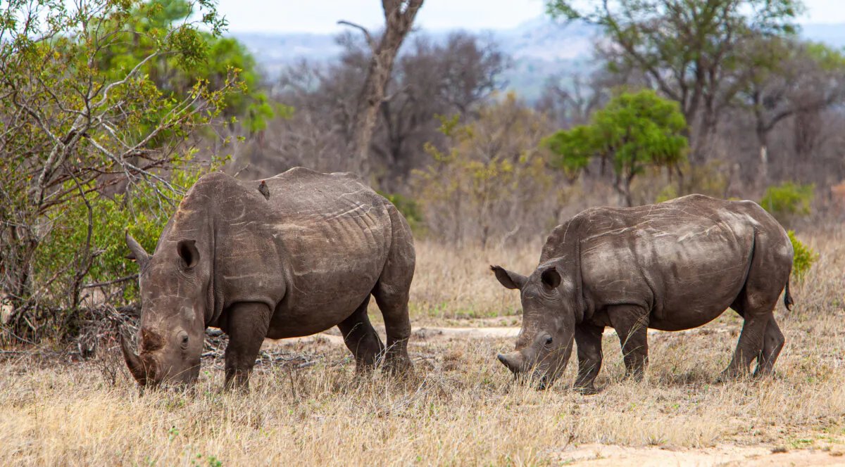 Guests in the Sabi Sabi Private Game Reserve are likely to see rhinos, increasingly rare and threatened by poachers, near Kruger National Park, South Africa. (Steve Haggerty/ColorWorld/TNS)