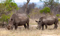 The Do’s and Don’ts of an African Safari