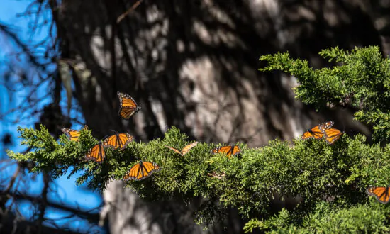 California Natural Resources Secretary Discusses ‘30 by 30’ Conservation Plan