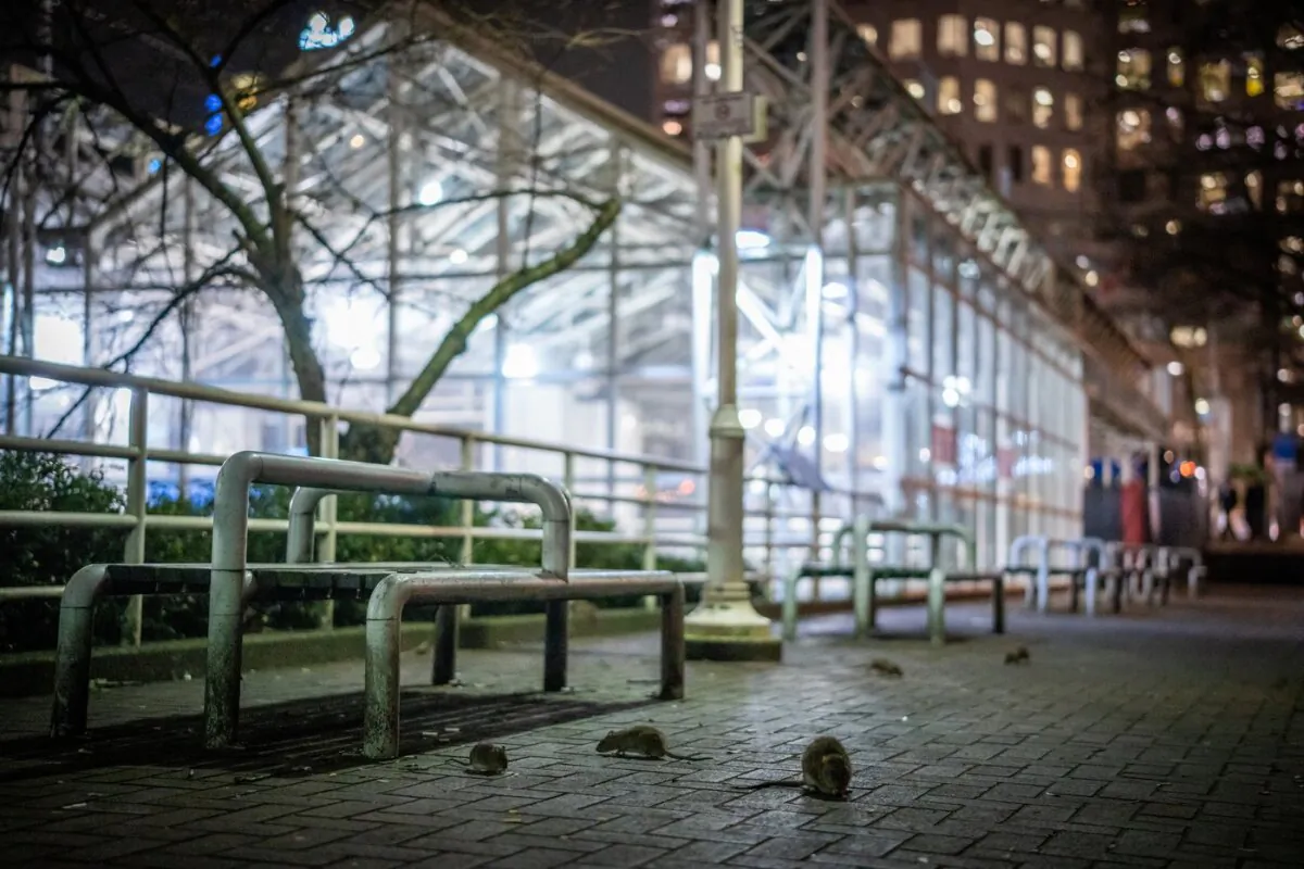 Rodents gather outside of the Burrard SkyTrain Station in Vancouver on Feb. 7, 2024. (The Canadian Press/Ethan Cairns)