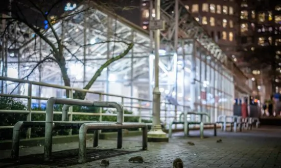 When the Sun Goes Down, a Swarm of Rats Emerges in Downtown Vancouver