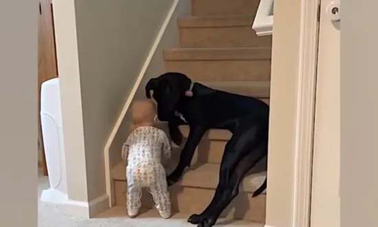 Protective Pup Keeps Kid From Climbing