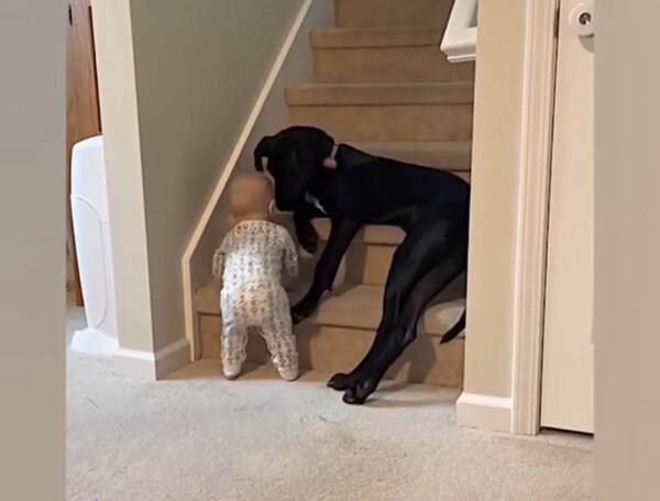 Protective Pup Keeps Kid From Climbing