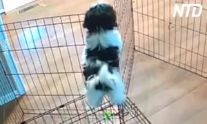 Smart Dog Escapes Cage Brilliantly
