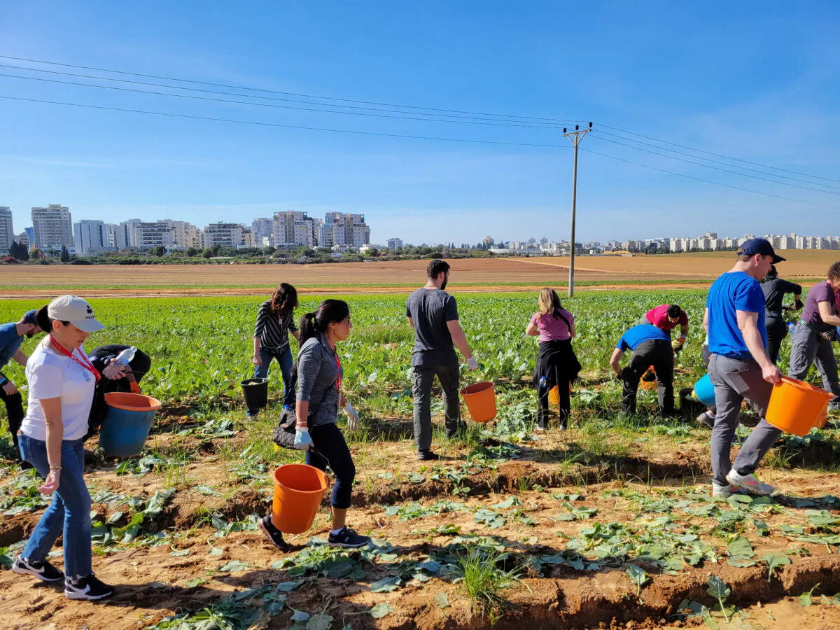 Momentum Unity volunteers pick kohlrabi in Israel in January 2024. (Courtesy of Bethann Johnston.)