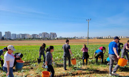 American Jews Show Support for Israel by Volunteering During Wartime