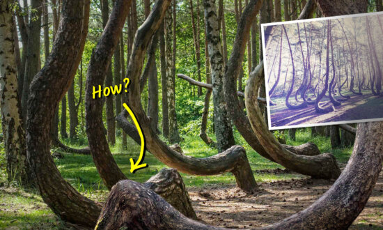 This Forest Is Full of Weirdly Crooked Trees That Bend for No Known Reason—But Science Says This