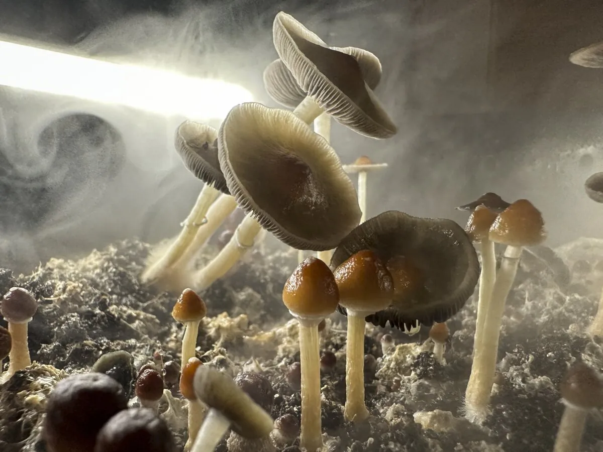 Psilocybin mushrooms stand ready for harvest in a humidified "fruiting chamber" in the basement of a private home in Fairfield County, Conn., on July 27, 2023. (John Moore/Getty Images)