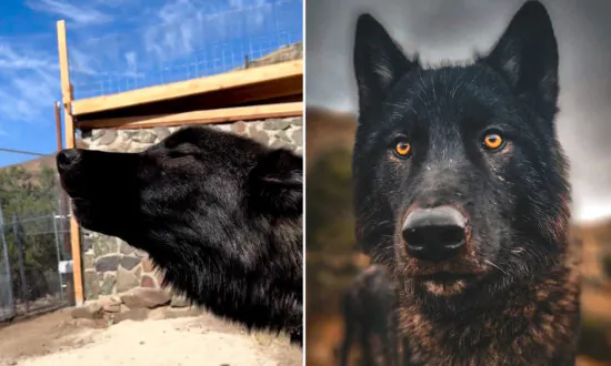 VIDEO: Wolfdog Howls Emotionally With His New Pack After Being Rescued