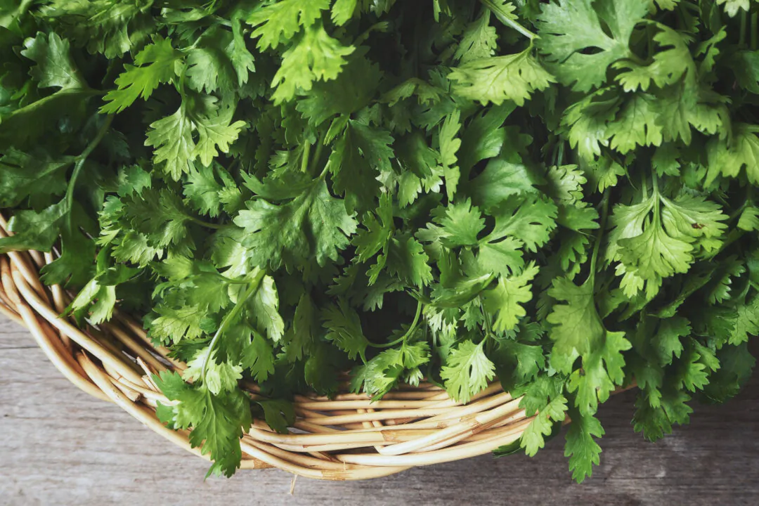 A basket of cilantro. (successo images/Shutterstock)